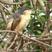 Ashy Prinia